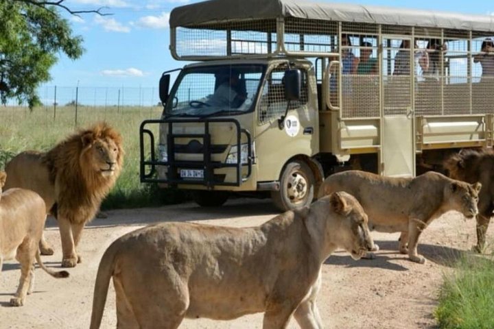 Natuurreservaat Pilanesberg & Safari Park Lion Private
