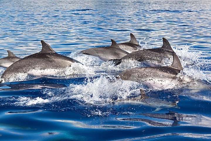Cruzeiro de observação de golfinhos e baleias a partir de Porto Rico DE Gran Canaria