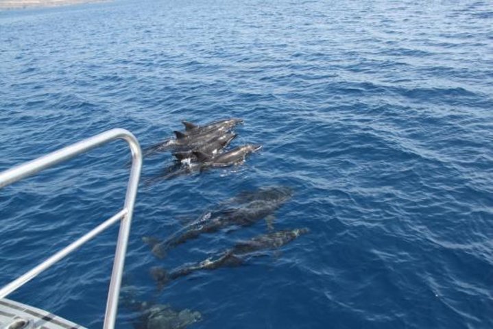 Cruzeiro de observação de golfinhos e baleias a partir de Porto Rico DE Gran Canaria