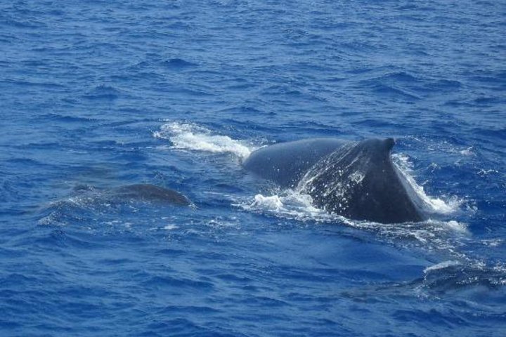 Cruzeiro de observação de golfinhos e baleias a partir de Porto Rico DE Gran Canaria