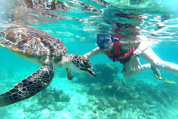 Halbtägige Meeresschildkröten- und Cenote-Schnorcheltour ab Cancun und Riviera Maya