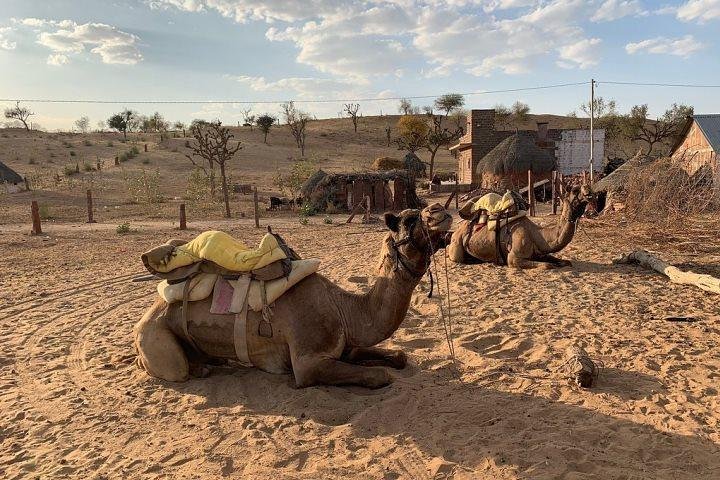 Desert Camel Safari & Jeep Safari Tour fra Jodhpur