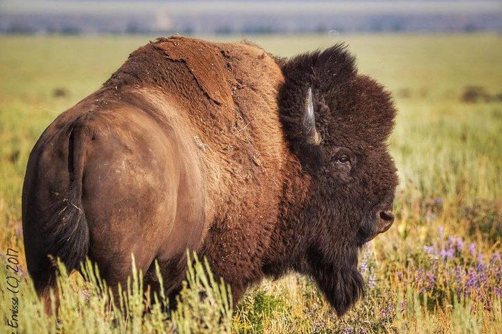 Grand Teton Wildlife Safari em um veículo fechado ou ao ar livre (dependendo da época)