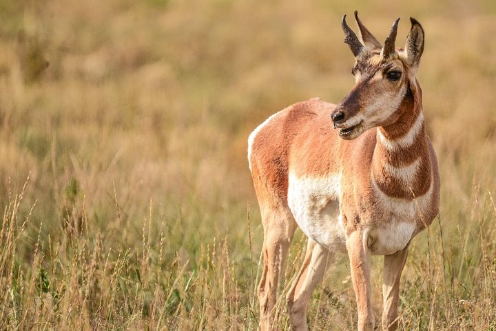Grand Teton Wildlife Safari em um veículo fechado ou ao ar livre (dependendo da época)