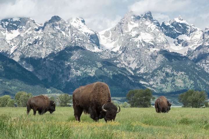 Grand Teton Wildlife Safari em um veículo fechado ou ao ar livre (dependendo da época)