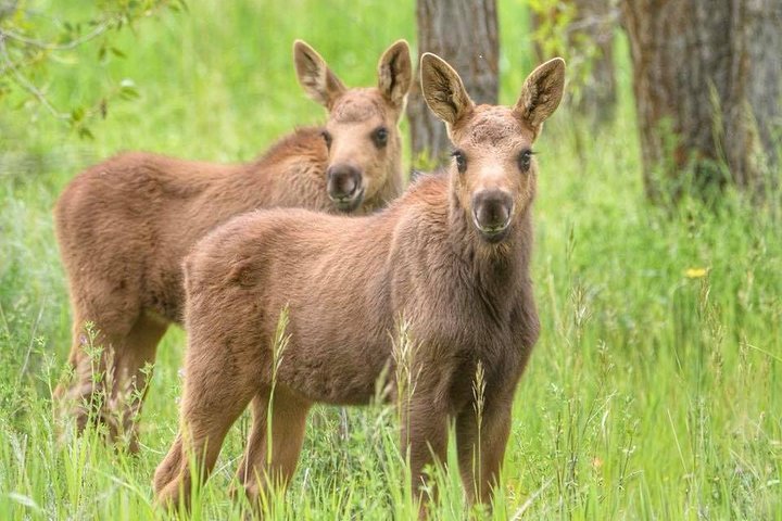 Grand Teton Wildlife Safari em um veículo fechado ou ao ar livre (dependendo da época)