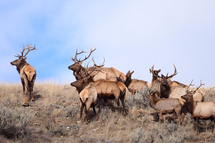 Grand Teton Wildlife Safari em um veículo fechado ou ao ar livre (dependendo da época)