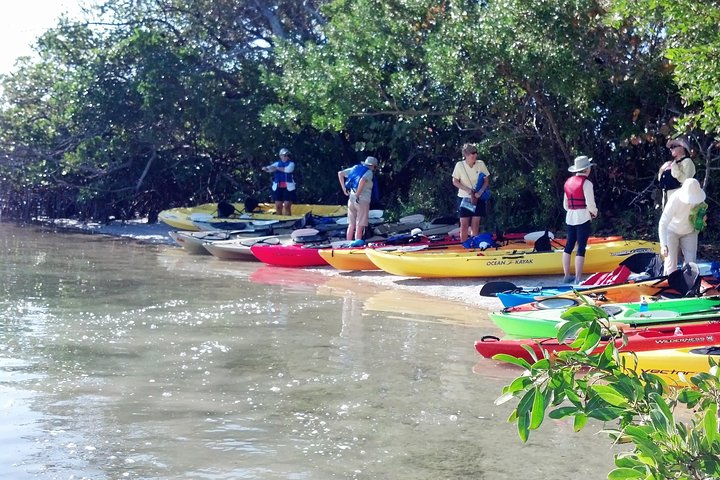 Sarasota Guidad Mangrove Tunnel Kajak Tour