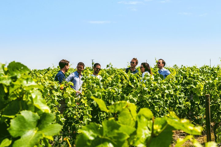 Ab Epernay: Champagne-Tour in kleiner Gruppe mit Verkostungen und Mittagessen
