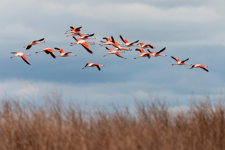 Heldagstur till Laguna de los Pozuelos från Tilcara
