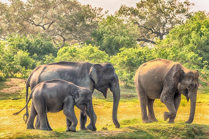 Yala Full Day Safari med picnic frokost - privat og all inclusive