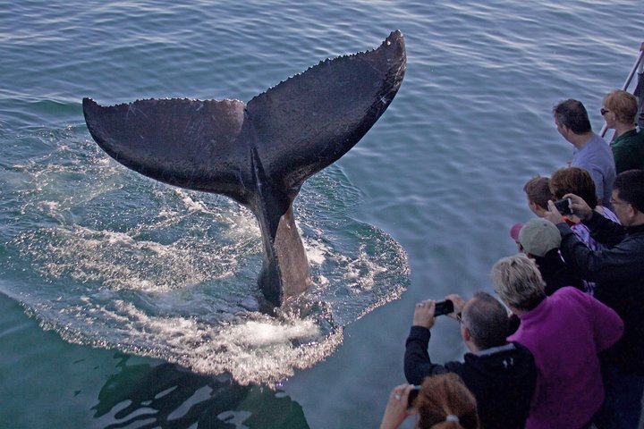Valskådningsresor till Stellwagen Bank Marine Sanctuary. Garanterad syn!