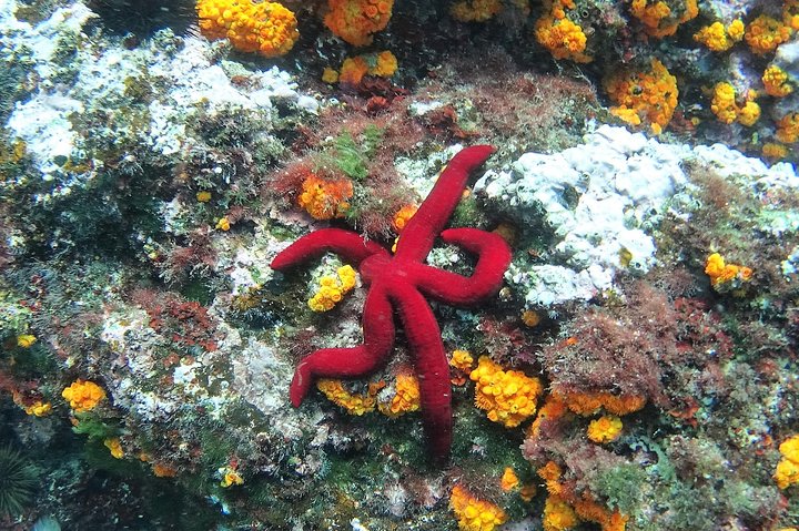 Kajak- og snorkeltur i Cerro Gordo Naturpark, La Herradura