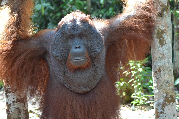 Dayak Lamandau en orang-oetan Tanjung Puting Park Tour 6 dagen