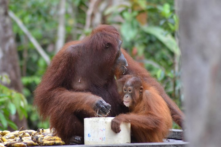 Dayak Lamandau en orang-oetan Tanjung Puting Park Tour 6 dagen