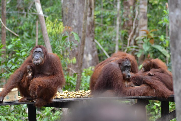 Dayak Lamandau en orang-oetan Tanjung Puting Park Tour 6 dagen
