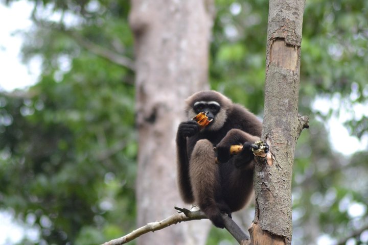 Dayak Lamandau en orang-oetan Tanjung Puting Park Tour 6 dagen