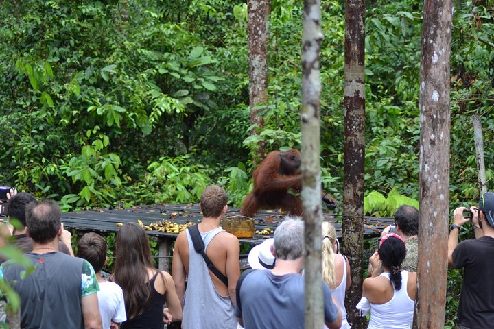 Dayak Lamandau en orang-oetan Tanjung Puting Park Tour 6 dagen