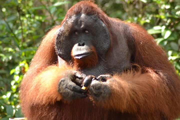 Dayak Lamandau en orang-oetan Tanjung Puting Park Tour 6 dagen