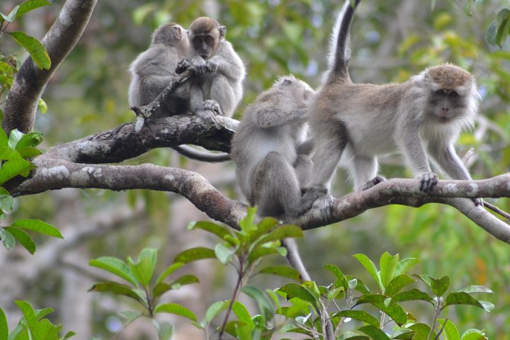 Dayak Lamandau en orang-oetan Tanjung Puting Park Tour 6 dagen
