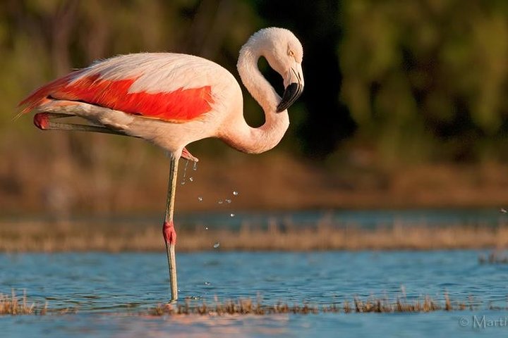 Heldagstur till Laguna de los Pozuelos från Tilcara