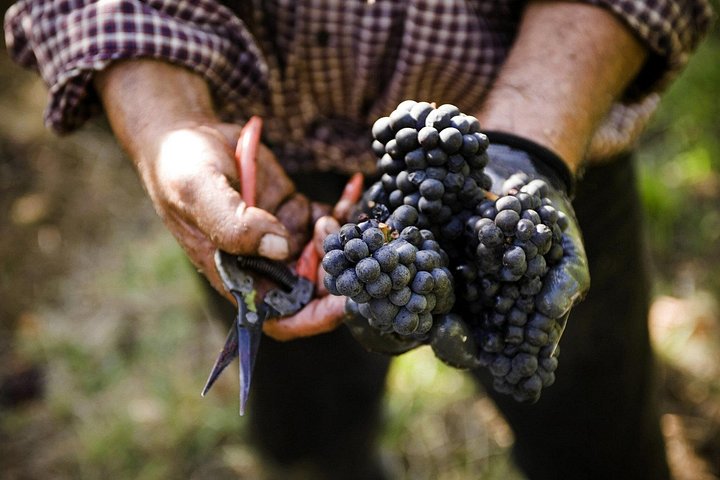Die ultimative Mornington Peninsula-Tour zu Essen und Wein in kleiner Gruppe