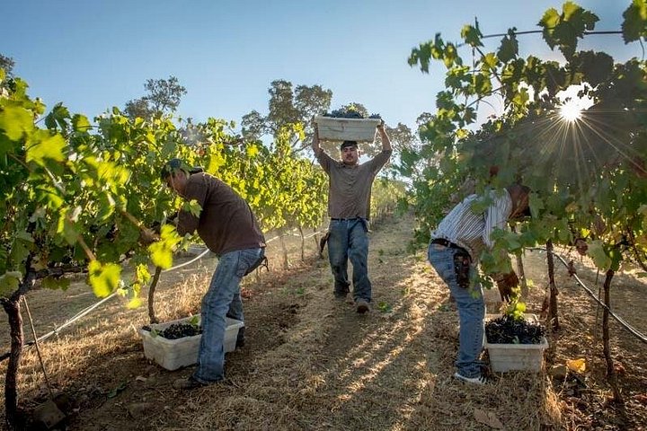 Die ultimative Mornington Peninsula-Tour zu Essen und Wein in kleiner Gruppe