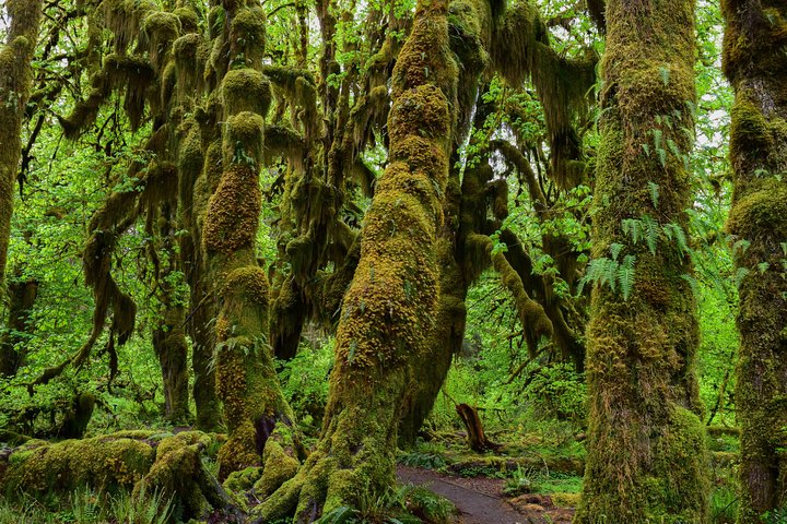 Hoh Rain Forest og Rialto Beach Guidet tur i Olympic National Park