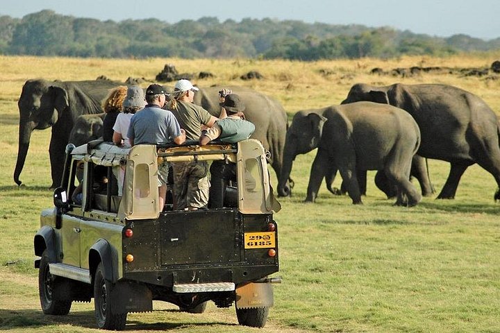 Polonnaruwa: Eftermiddags Wildlife Safari i Minneriya National Park