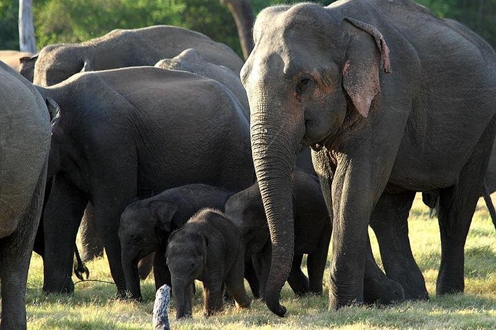 Polonnaruwa: Eftermiddags Wildlife Safari i Minneriya National Park