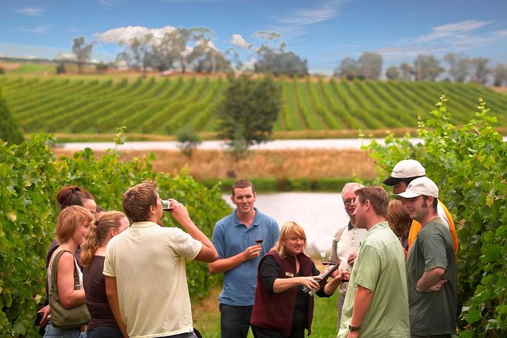 Yarra Valley Wine & Winery Tour fra Melbourne - All Inclusive!