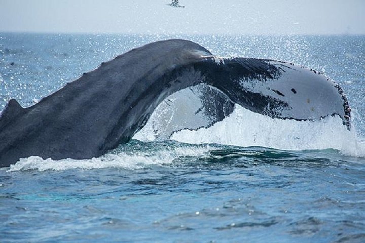 City Cruises Boston Whale Watching Cruise em barco de alta velocidade