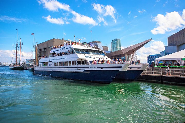 City Cruises Boston Whale Watching Cruise em barco de alta velocidade