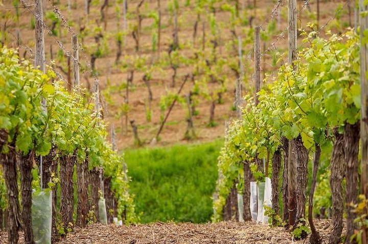 Alsace vinrute Liten gruppe halvdagstur med smaking fra Strasbourg