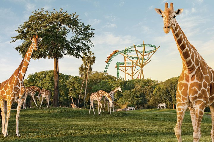 Toegangskaart tot Busch Gardens in Tampa Bay