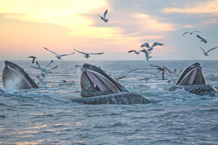City Cruises Boston Whale Watching Cruise em barco de alta velocidade
