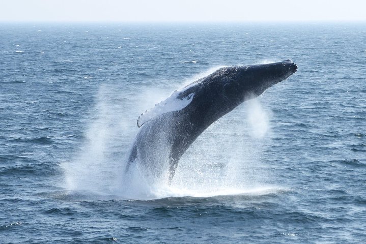 City Cruises Boston Whale Watching Cruise em barco de alta velocidade