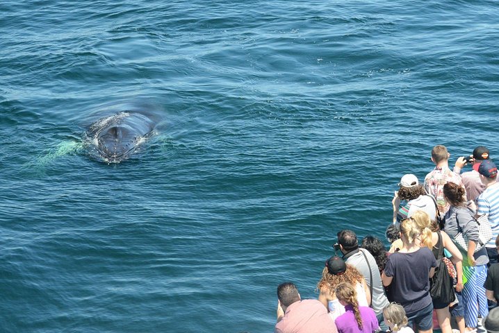 City Cruises Boston Whale Watching Cruise em barco de alta velocidade