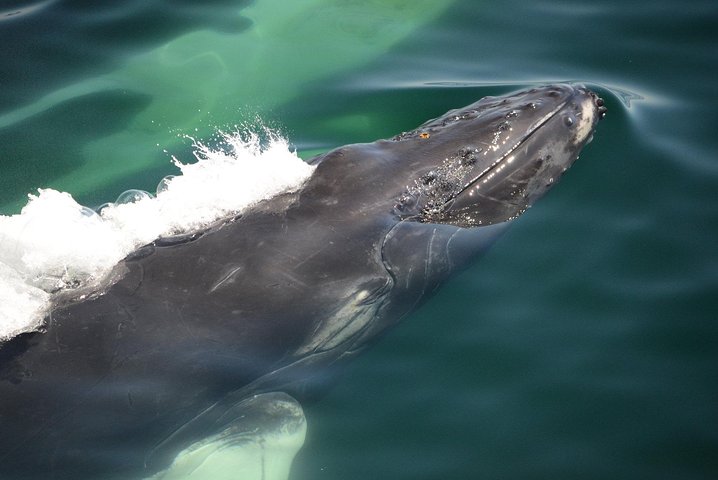 City Cruises Boston Whale Watching Cruise em barco de alta velocidade