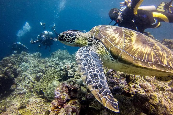 Hoteller i nærheden af Moalboal Sardine Run & Sea Turtle Snorkeling Tour