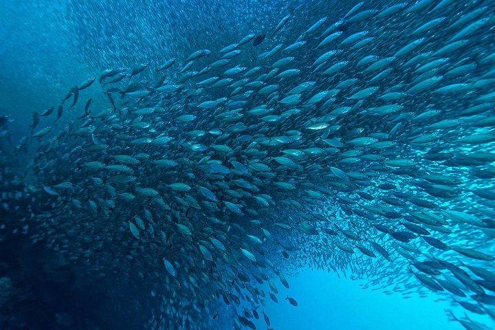 Cebu: Moalboal Sardines, Turtle Snorkeling & Kawasan Canyoneering