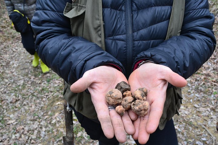 Experiencia de caza de trufas con almuerzo en San Miniato