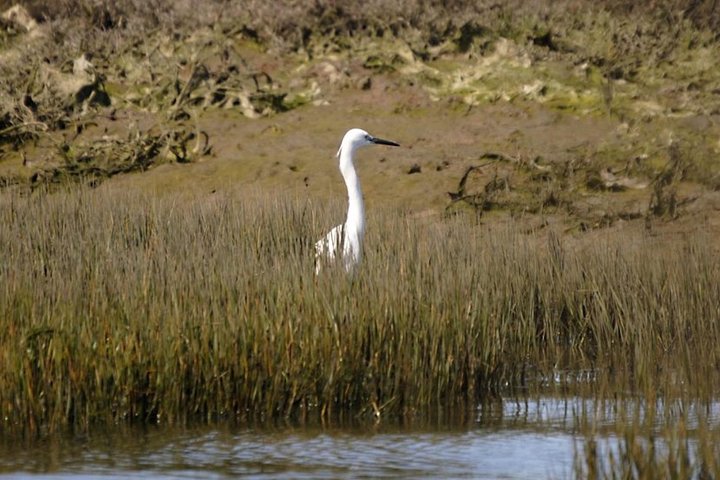 Eco Boat Tour i Ria Formosa Lagoon från Faro