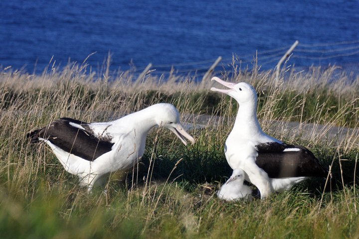 Dunedin City Highlights, Otago Peninsula Scenery & Albatross Guidet tur