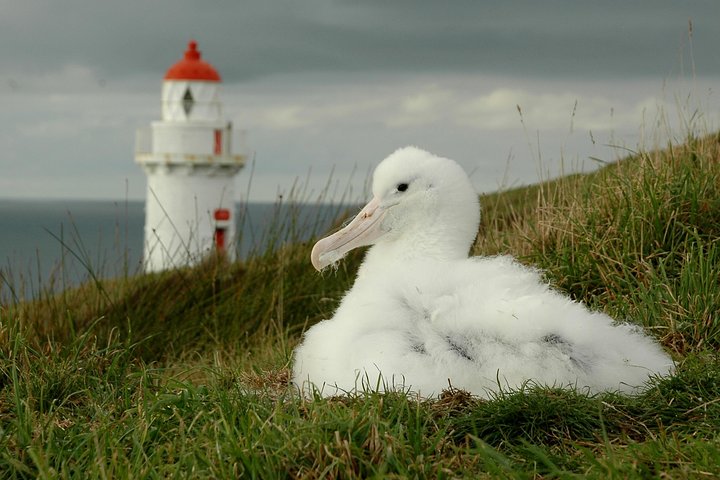 Dunedin City Highlights, Otago Peninsula Scenery & Albatross Guidet tur
