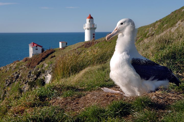 Dunedin City Highlights, Otago Peninsula Scenery & Albatross Guidet tur