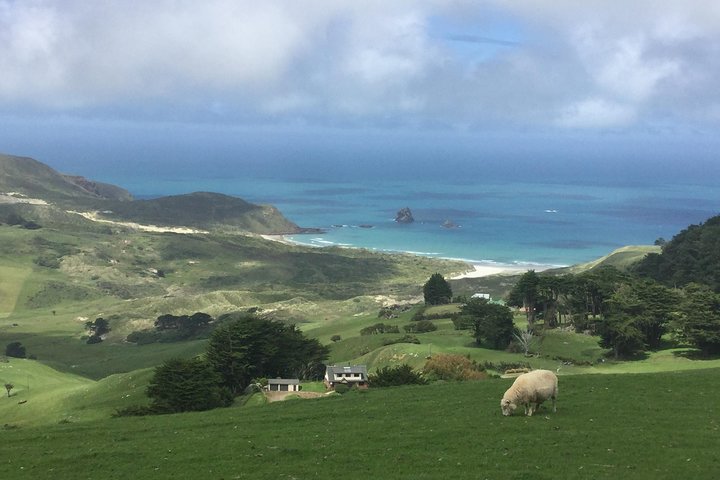 Dunedin City Highlights, Otago Peninsula Scenery & Albatross Guidet tur