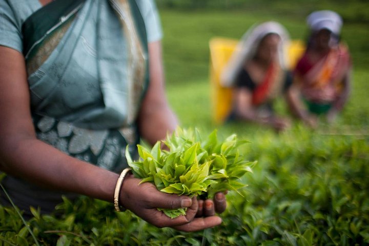 Nuwara Eliya : All Inclusive Horton Plains och teplockning Dagstur