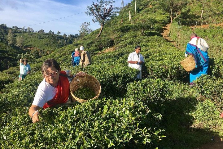 Nuwara Eliya : All Inclusive Horton Plains och teplockning Dagstur