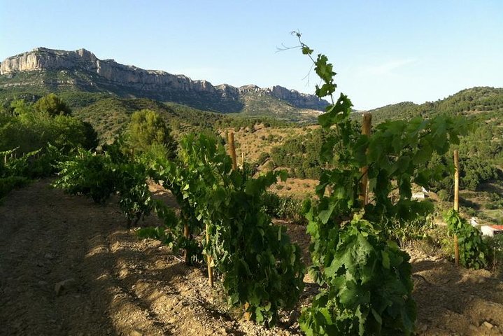 Tour privato di vino e olio nella regione del vino Priorat